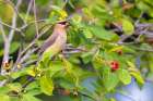 Cedar waxwing eating serviceberry, Marion County, Illinois. Art Print